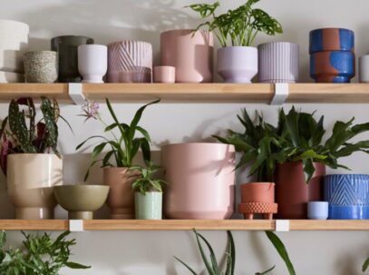 Blog-Covers_Plant145-740×550